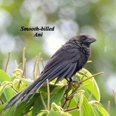 Smooth-billed Ani